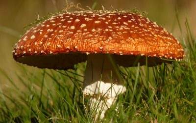 There are mushrooms… and fungus!